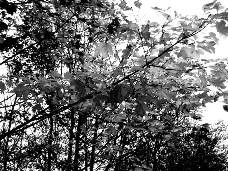 black_and_white_leaves_by_ladybird101-d329t8k